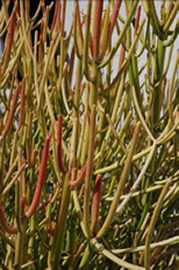 Grow Versatile Mini Pine Tree Crassula - Debra Lee Baldwin
