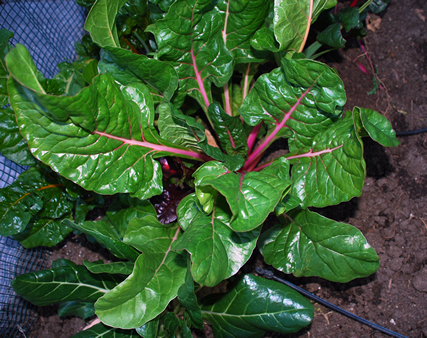 Chard – Master Gardener Association of San Diego County