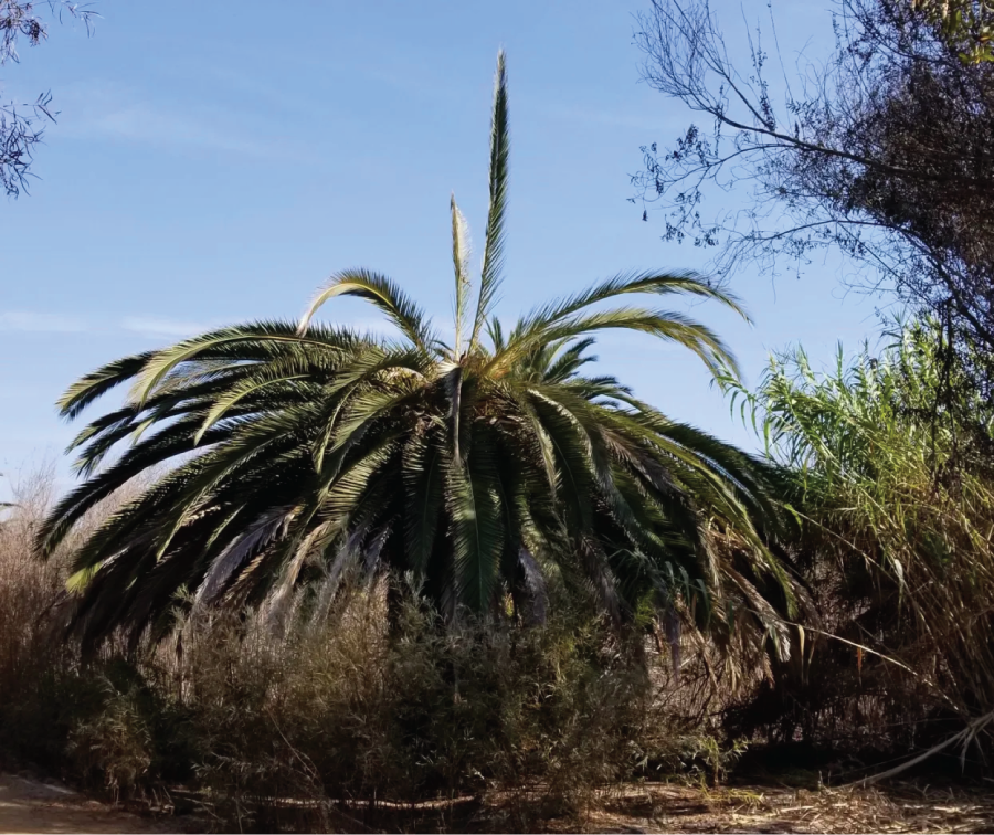 This tree shows early-stage crown collapse caused by meristem damage from the South American Palm Weevil. (UCANR)