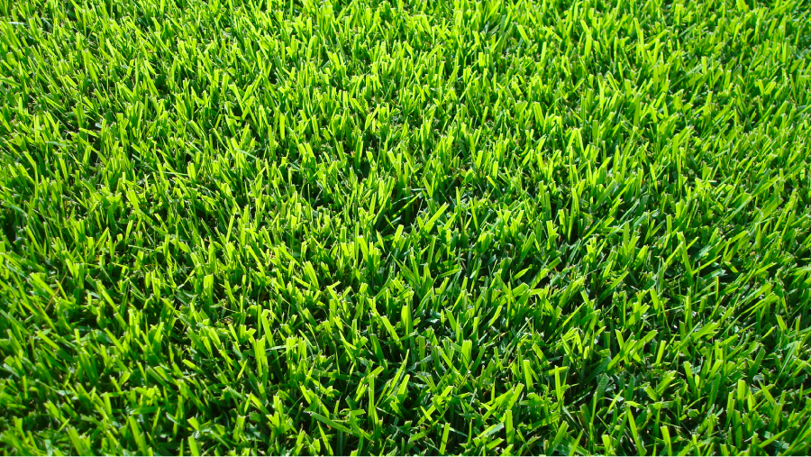 Zoysiagrass