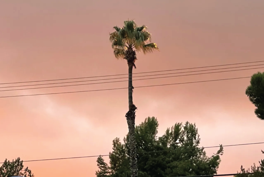 Palm fronds can catch fire during a firestorm and easily spread the flames to other vegetation and homes. (Linda Morse)