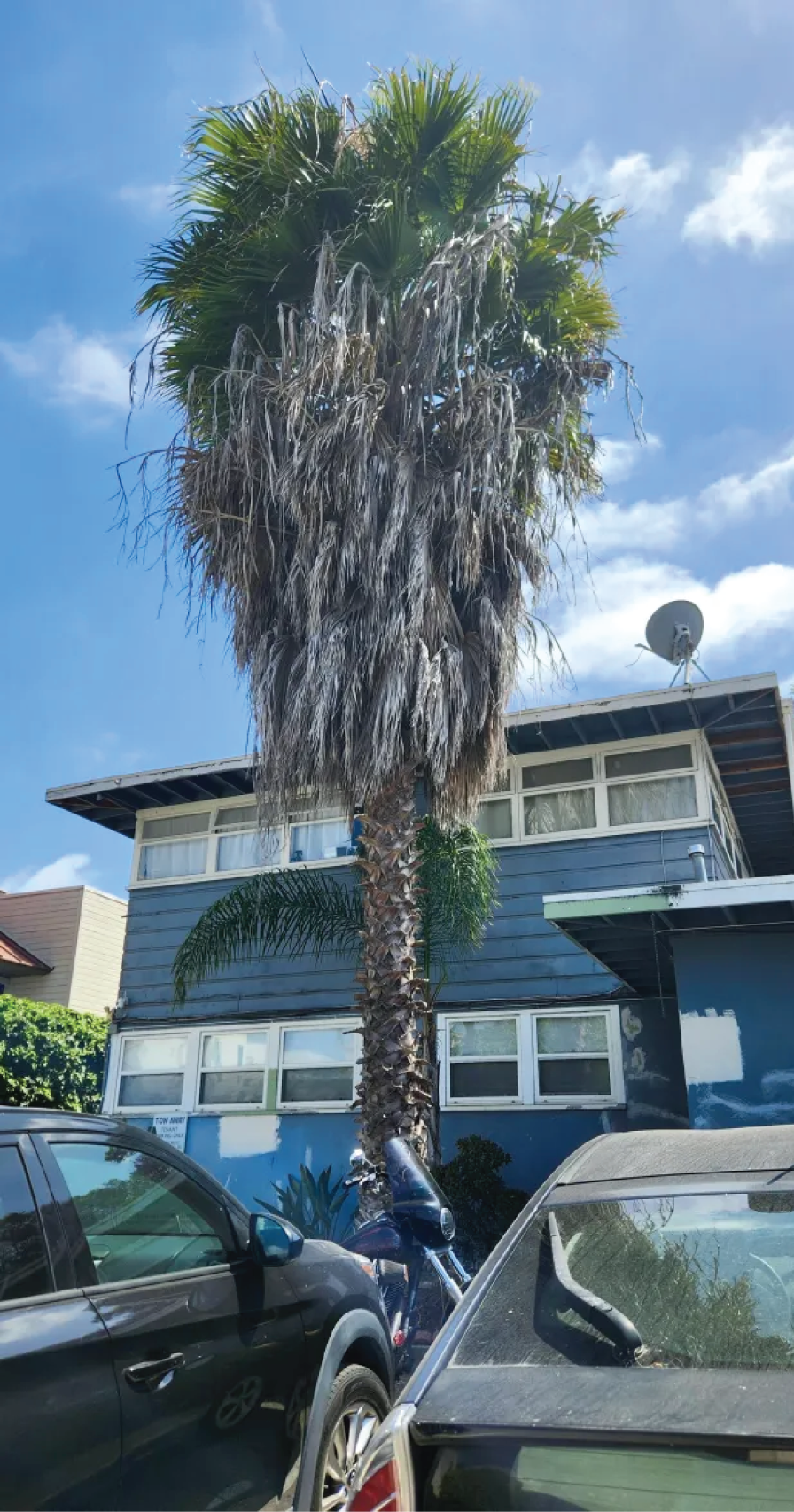 Leaving the base of the leaf stems gives palm trunks an interesting texture, and this tree has a significant “skirt.”   Nevertheless, leaf stems and dry skirts provide fuel for fires and should be removed in urban settings. (Susan Baird)