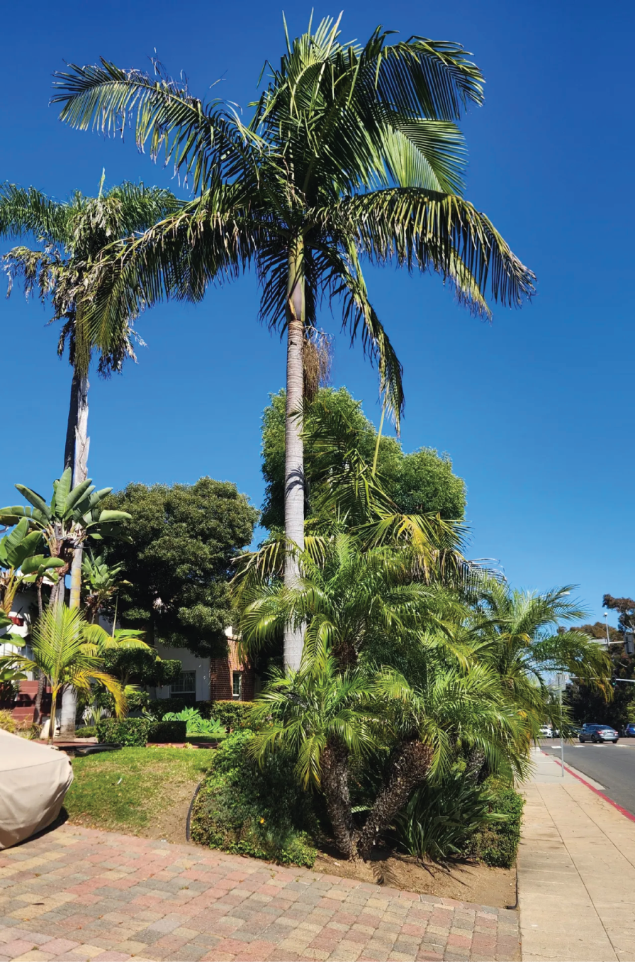 This landscape features solitary palms surrounded by a low-growing, clumping variety. (Susan Baird)